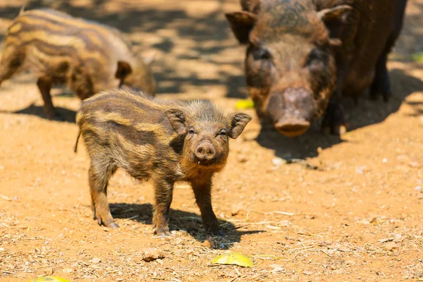 Kleine und große Wildschweine — Stockfoto