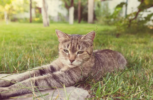 Симпатичная пушистая кошка — стоковое фото