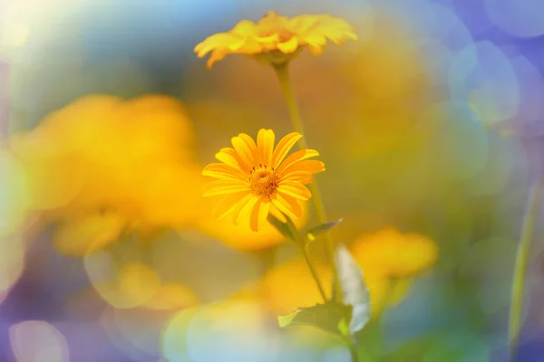 令人惊异的七彩花朵 — 图库照片