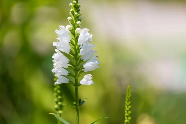 Incríveis flores coloridas — Fotografia de Stock