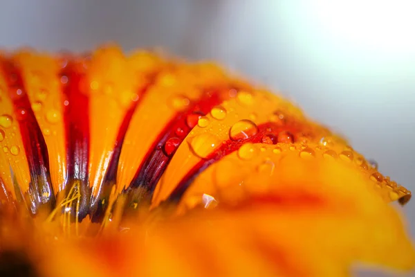 Incríveis flores coloridas — Fotografia de Stock