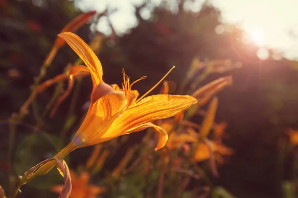 Incríveis flores coloridas — Fotografia de Stock