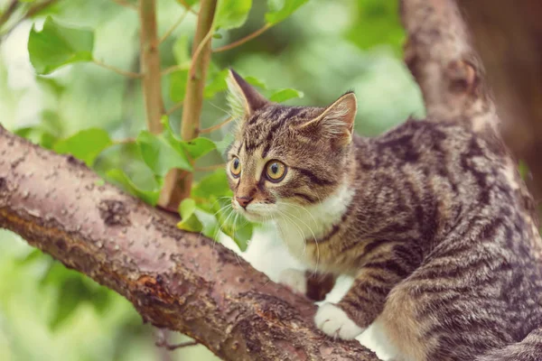 Carino gattino — Foto Stock