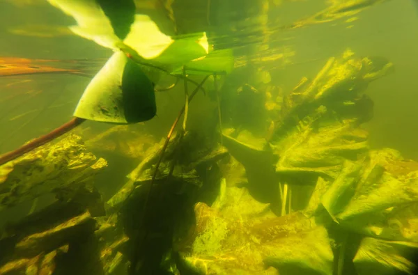 Underwater scene in summer river — Stock Photo, Image