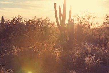 Saguaro Ulusal Parkı
