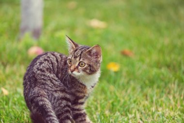 Şirin küçük kedi.