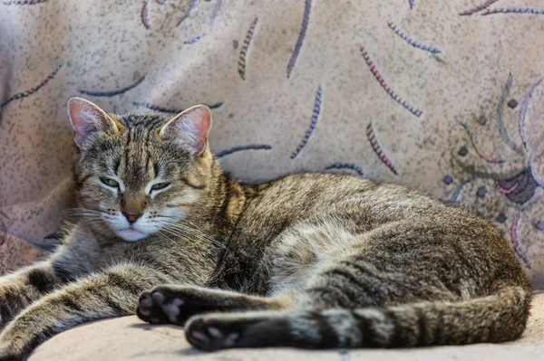 Şirin küçük kedi.