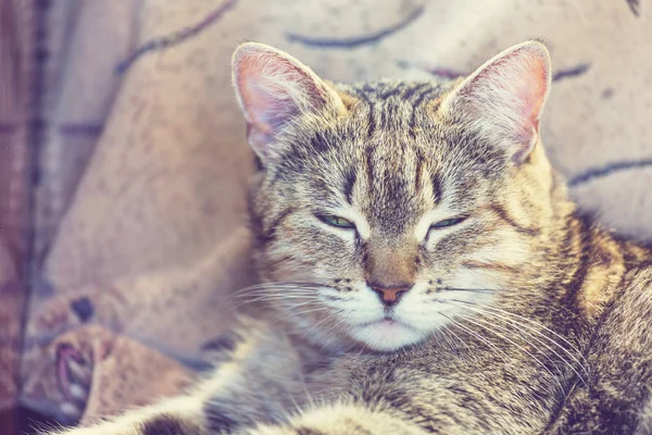 Carino piccolo gatto — Foto Stock