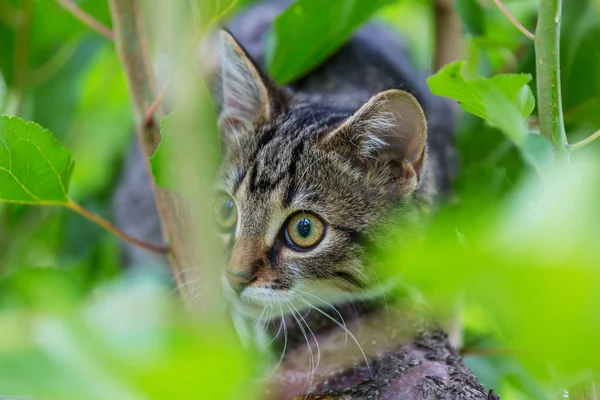 Słodkie mały kot — Zdjęcie stockowe