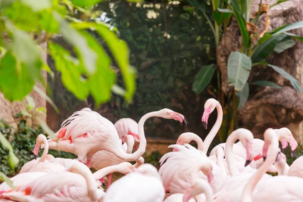 Oiseaux de flamant rose en Pérou — Photo