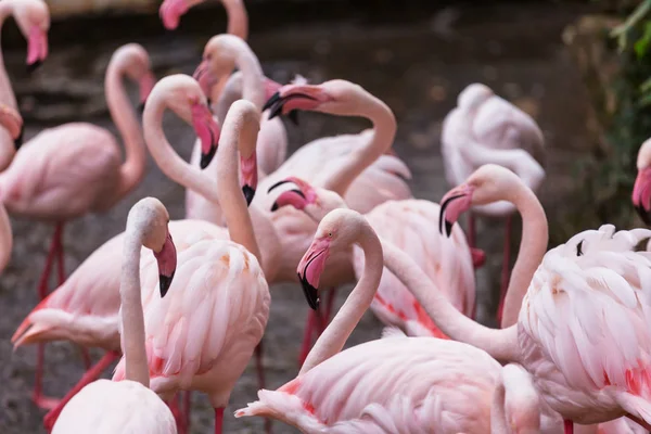 Flamingo birds in Peru — Stock Photo, Image