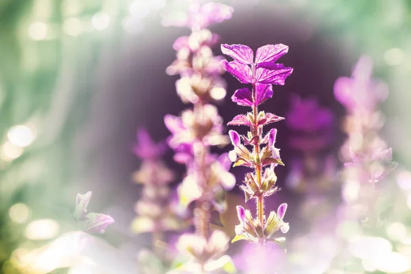 Fantastiska färgglada blommor — Stockfoto
