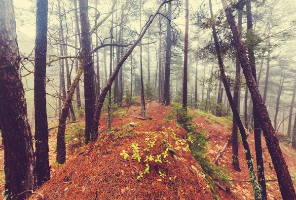 Sihirli sisli orman — Stok fotoğraf