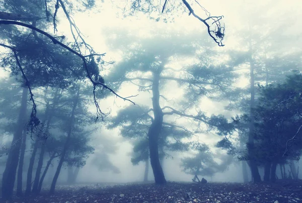 Magic misty forest — Stock Photo, Image