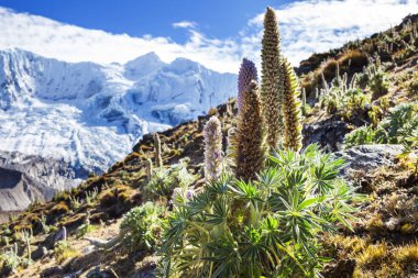 Güzel dağlarının Cordillera yükseltisidir manzaralar