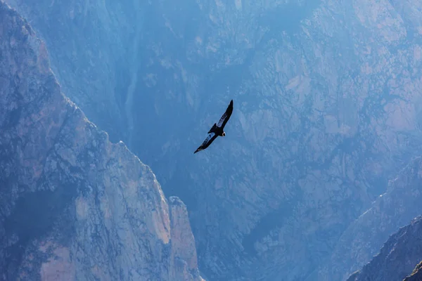 Létající condor v kaňonu Colca — Stock fotografie
