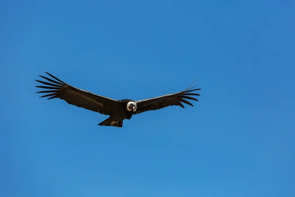 Flying condor in the Colca canyon — Stock Photo, Image