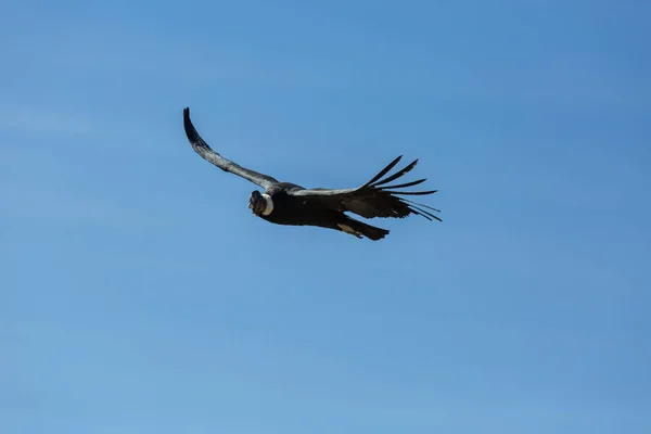 Flygande condor i Colca canyon — Stockfoto