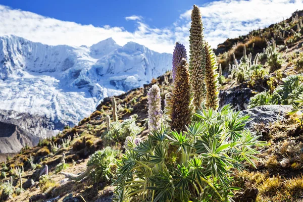 Güzel dağlarının Cordillera yükseltisidir manzaralar