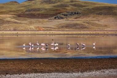 Flamingo kuşları Peru