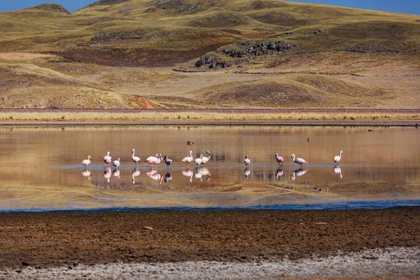 Flamingo kuşları Peru