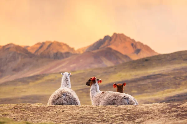 Lama in abgelegener Gegend — Stockfoto