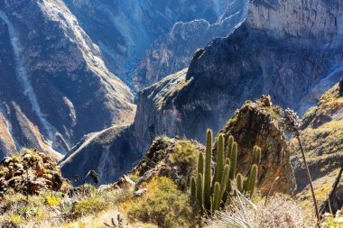 Kanyon Colca Peru