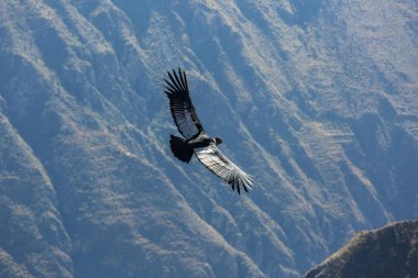 Colca Kanyonu'uçan akbaba