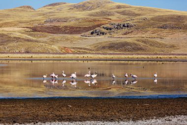 Flamingo kuşları Peru
