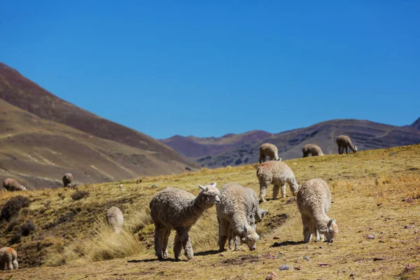 Peruvian alpaca in Andes — Stock Photo, Image