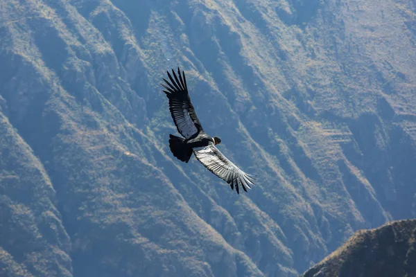 Flying condor in the Colca canyon — Stock Photo, Image