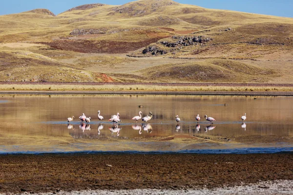 Aves de flamenco en Perú —  Fotos de Stock