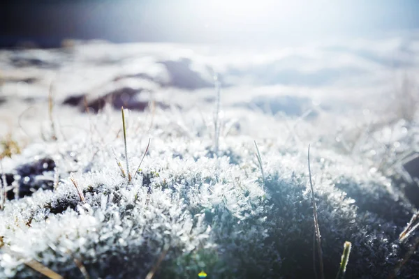 Close-up tiro da grama congelada — Fotografia de Stock