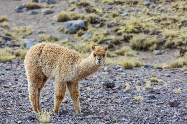 Alpaka peruwiańska w Andach — Zdjęcie stockowe