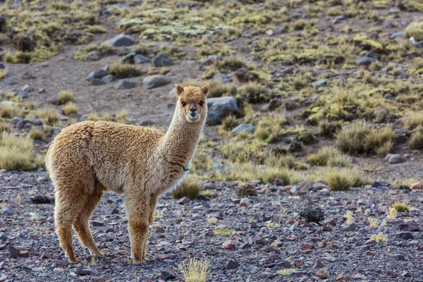 安第斯的秘鲁羊驼 — 图库照片