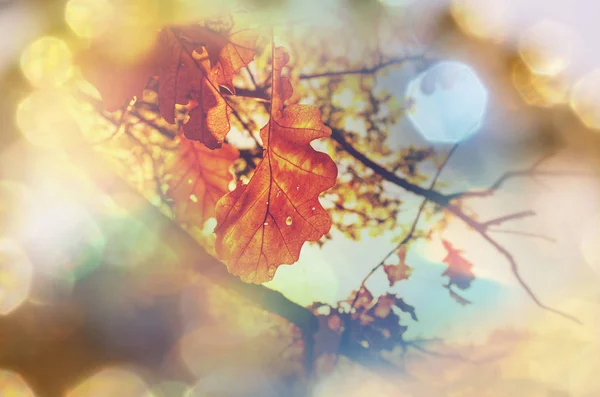Színes-sárga levelek, az őszi szezon. — Stock Fotó