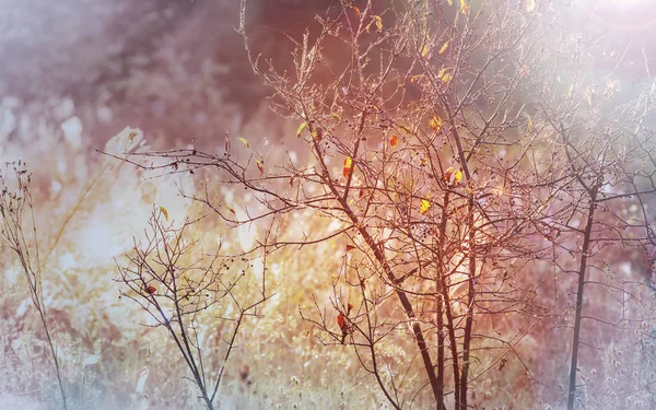 Kleurrijke schilderachtig uitzicht in de herfst — Stockfoto