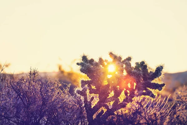 อุทยานแห่งชาติ Saguaro — ภาพถ่ายสต็อก