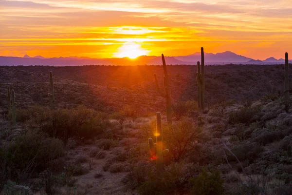 Εθνικό πάρκο Saguaro — Φωτογραφία Αρχείου