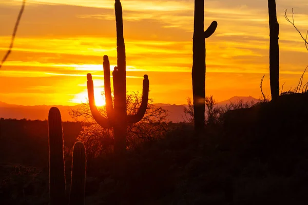 Saguaro Ulusal Parkı — Stok fotoğraf