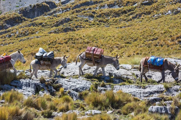 Caravana de burros en Cordiliera Huayhuash — Foto de Stock