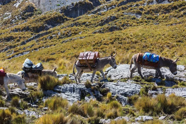 Caravana de burros en Cordiliera Huayhuash —  Fotos de Stock