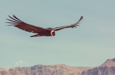 Colca Kanyonu'uçan akbaba