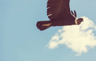 Colca Kanyonu'uçan akbaba