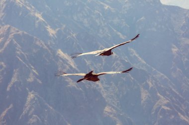 Colca Kanyonu'uçan akbaba