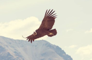 Colca Kanyonu'uçan akbaba