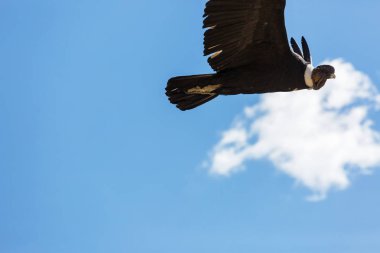 Colca Kanyonu'uçan akbaba