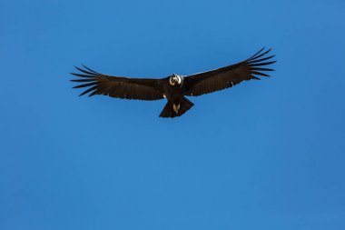 Colca Kanyonu'uçan akbaba