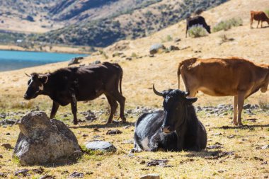 Çayır kırsal olay yerinde otlayan inekler 