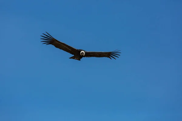 Flying condor in the Colca canyon — Stock Photo, Image